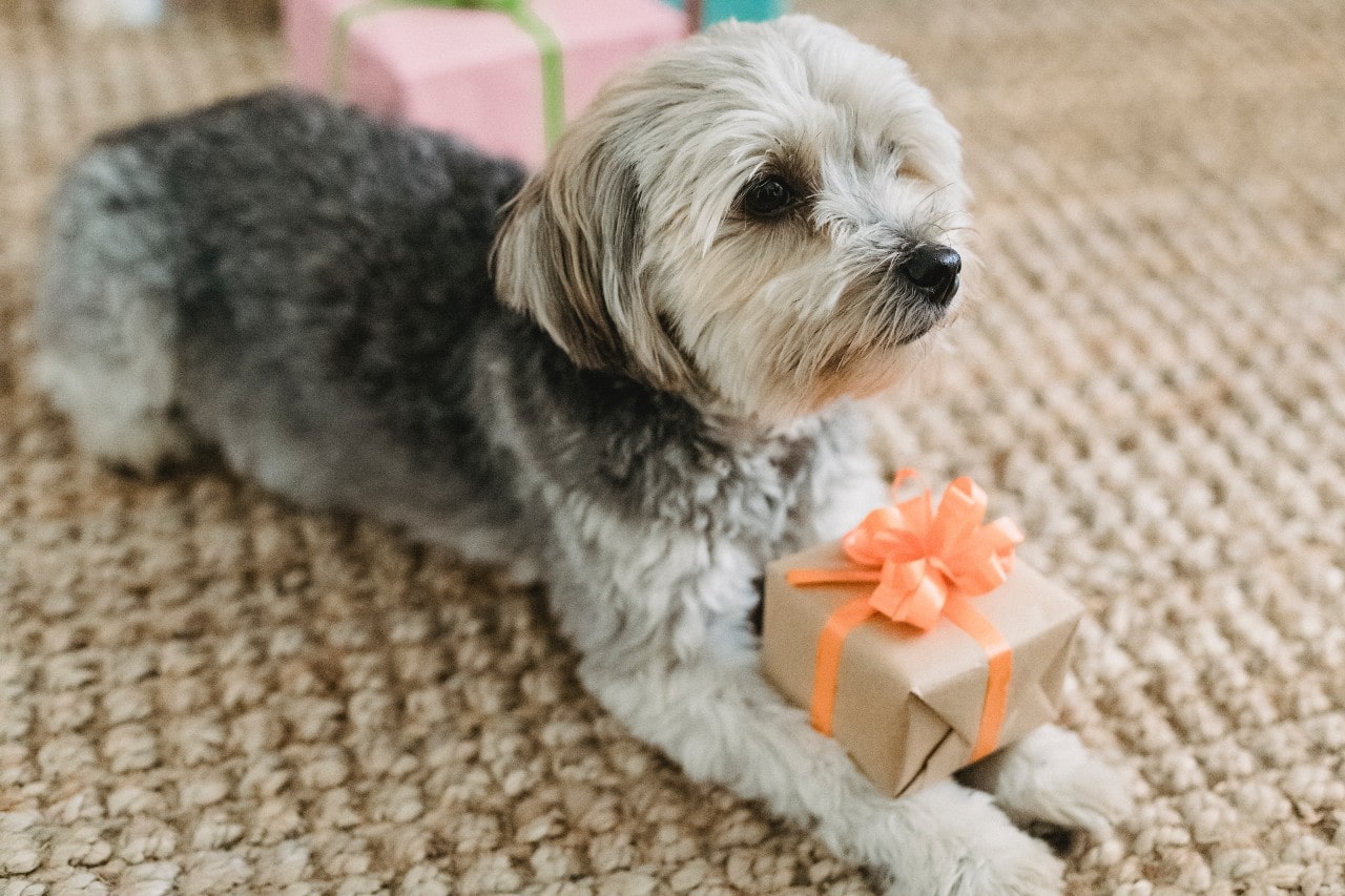 A groomed dog lays down on a rug with a wrapped box sitting on his paws.